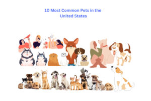 10 Most Common Pets in the United States