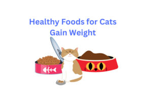 13 Healthy Foods for Cats to Gain Weight