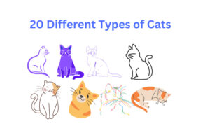 20 Different Types of Cats in the World