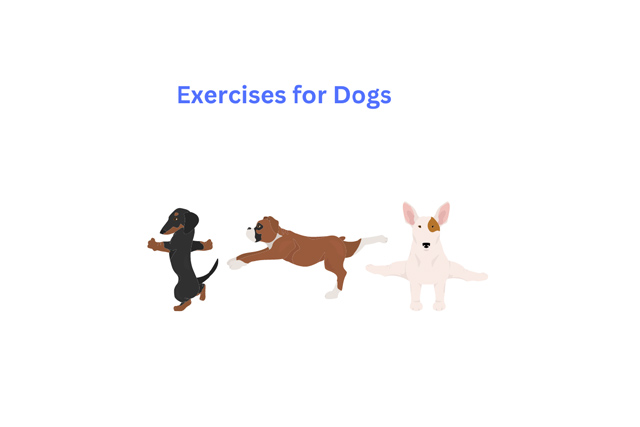 7 Best and Effective Exercises for Dogs