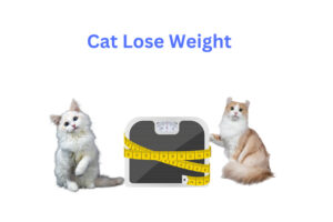 How To Lose Weight of Cat Lose Step-by-Step