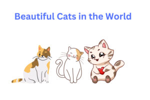 The Most Beautiful Cats in the World