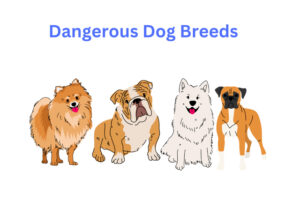 Top 10 Dangerous Dog Breeds In The US