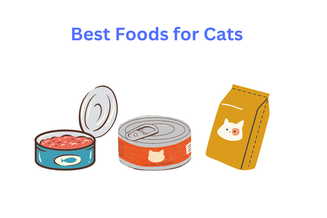 What is the Best Food To Feed Your Cats?